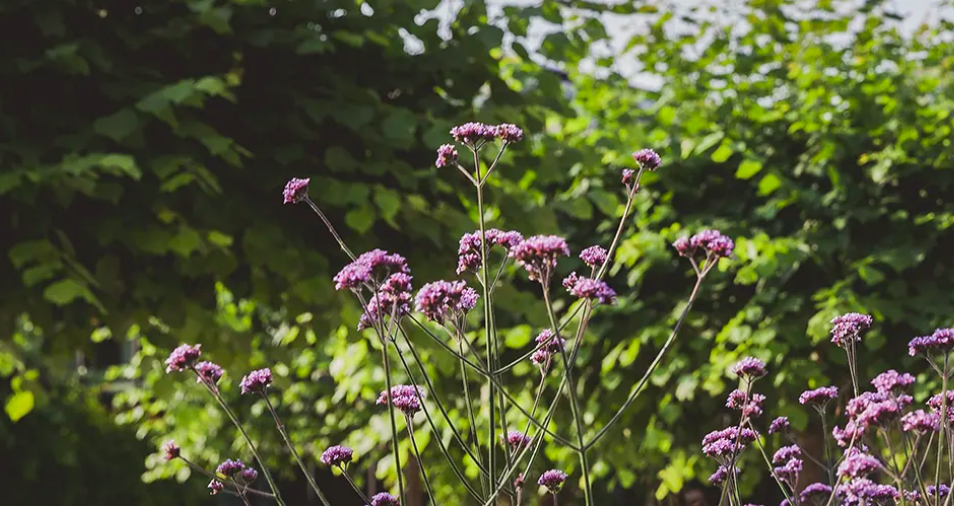 A field of purple flowers