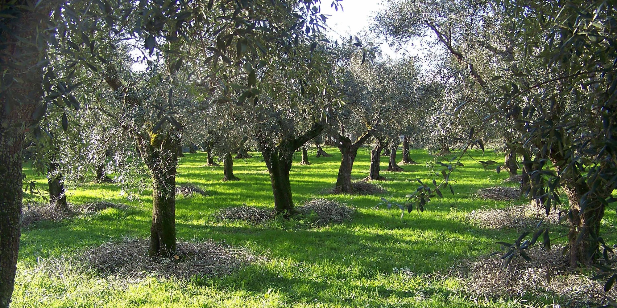 Surfactant from olive oil