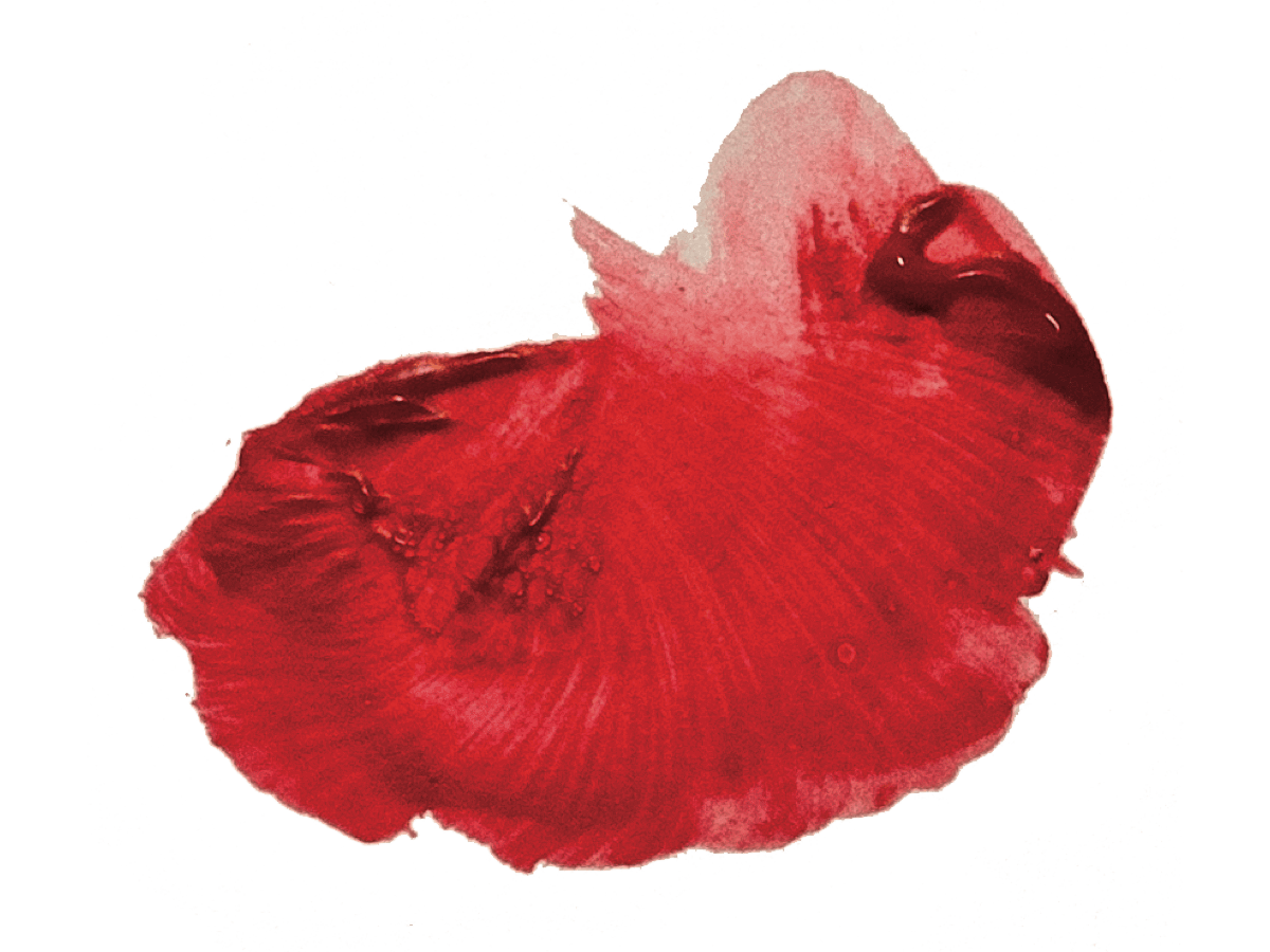 image of a red flower on a transparent background